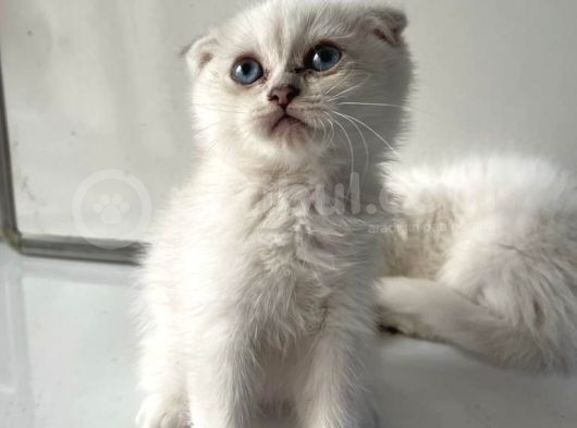 Scottish Fold Yavrularımız Yeni Ailelerini Bekliyor görsel