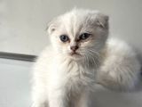 Scottish Fold Yavrularımız Yeni Ailelerini Bekliyor