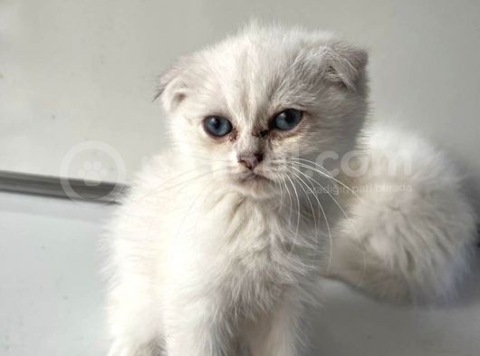 Scottish Fold Yavrularımız Yeni Ailelerini Bekliyor görsel