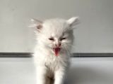 Scottish Fold Yavrularımız Yeni Ailelerini Bekliyor