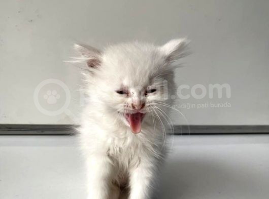 Scottish Fold Yavrularımız Yeni Ailelerini Bekliyor
