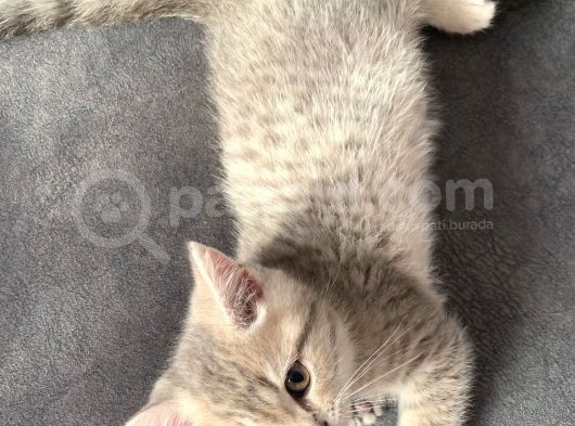 Şecereli Babadan Cins Yavru Kediler görsel
