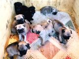 2 Aylık Erkek Ve Dişi Pug Yavrular