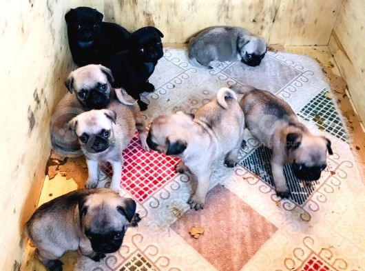 2 Aylık Erkek ve Dişi Pug Yavrular