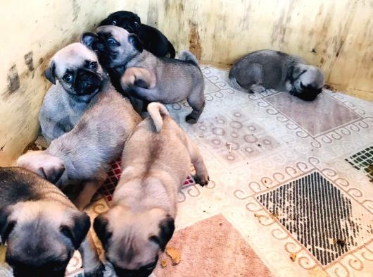 2 Aylık Erkek Ve Dişi Pug Yavrular görsel