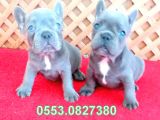 Blue Li̇lac Quad French Bulldog Yavrular İzmi̇r