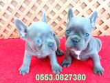 Blue Li̇lac Quad French Bulldog Yavrular İzmi̇r