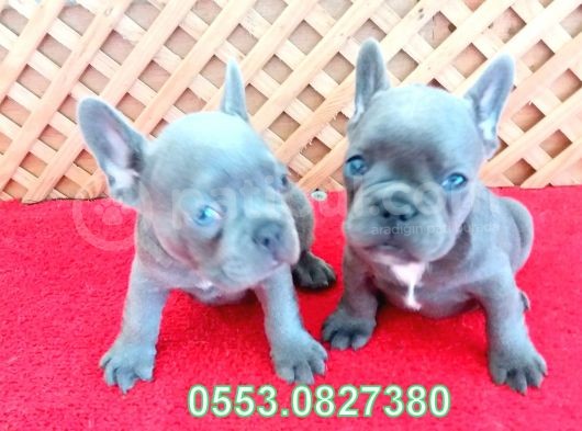 Blue Li̇lac Quad French Bulldog Yavrular İzmi̇r görsel