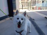 Pomerian Spitz Eğitimli