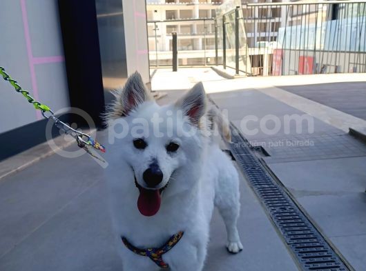 Pomerian Spitz Eğitimli