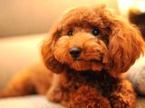 Toy Poodle Irk Garantili Scr Pasaport