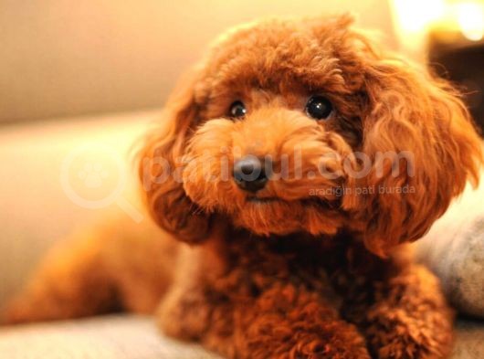 Toy Poodle Irk Garantili Scr Pasaport görsel
