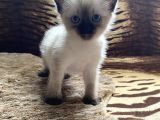 A Kali̇te Si̇yam Kedi̇si̇ Yavrusu