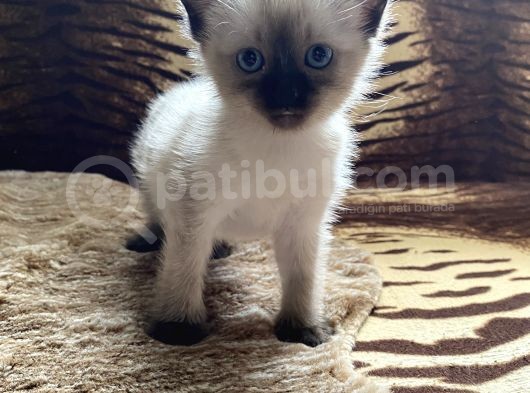 A Kali̇te Si̇yam Kedi̇si̇ Yavrusu görsel