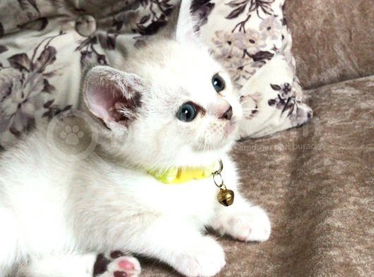 4 Erkek 2 Dişi Safkan British Blue Pointlerimiz Sahiplendirilecektir görsel