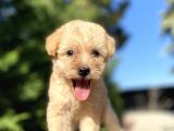 Orji̇nal Malti̇poo Bebekler Garanti̇li̇