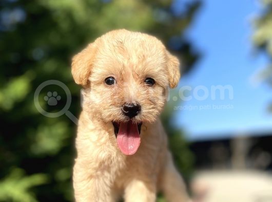 Orji̇nal Malti̇poo Bebekler Garanti̇li̇ görsel