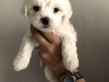 Maltes Terrier