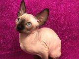 Sphynx Kedi Yavrular