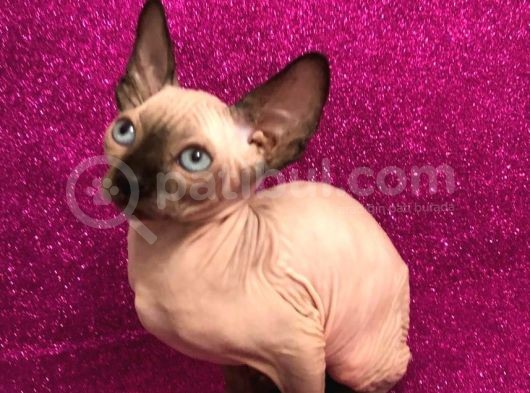 Sphynx Kedi Yavrular görsel