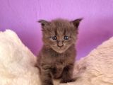 Polydacty 6 Toes Mainecoon Xl