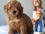 Renk Renk Toy Poodle Yavruları