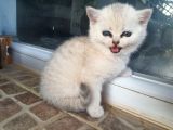 Safkan Ns 11 British Shorthair Silver Yarular