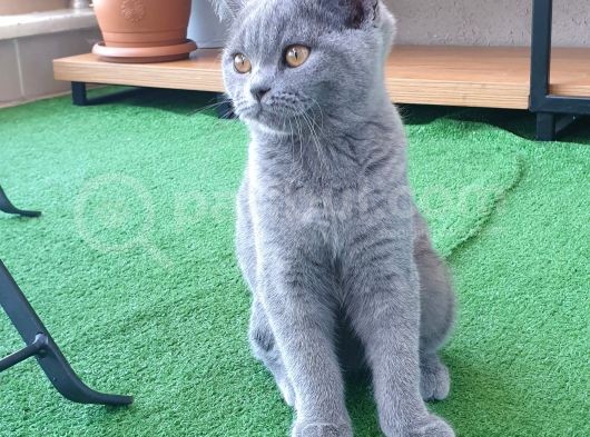 British Shorthair görsel