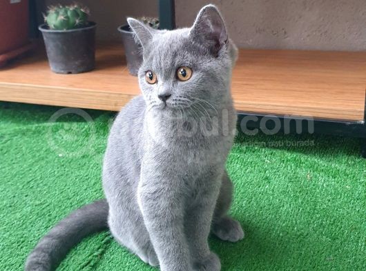 British Shorthair