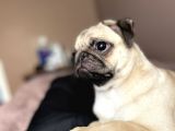 8 Aylık Pug Aşıları Tam Sevecenn