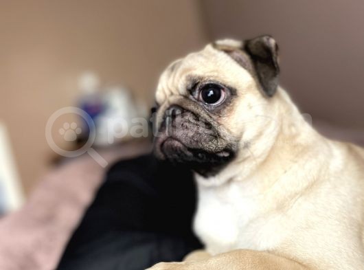 8 Aylık Pug Aşıları Tam Sevecenn görsel
