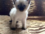 A Kali̇te Si̇yam Kedi̇si̇ Yavrusu