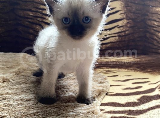A Kali̇te Si̇yam Kedi̇si̇ Yavrusu