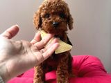 Orjinal Toy Poodle