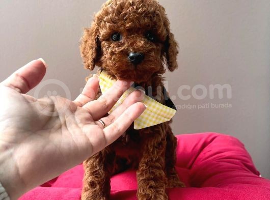 Orjinal Toy Poodle görsel