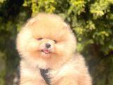 Safkan Pomeranian Boo Yavrularımız