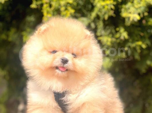 Safkan Pomeranian Boo Yavrularımız görsel
