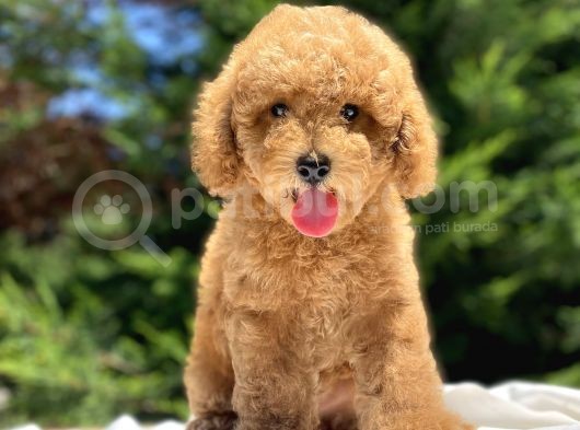 Sevi̇mli̇ Poodle Bebekler A Kali̇te görsel