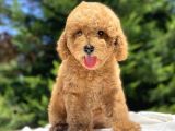 Sevi̇mli̇ Poodle Bebekler a Kali̇te