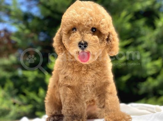 Sevi̇mli̇ Poodle Bebekler A Kali̇te