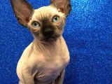 Sphynx Kedi Yavrular