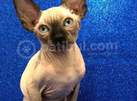 Sphynx Kedi Yavrular görsel