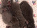 Scottish Fold Yavrularımız