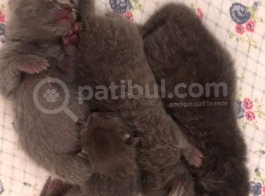 Scottish Fold Yavrularımız görsel