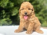 A Kali̇te Poodle Bebekler Aşili