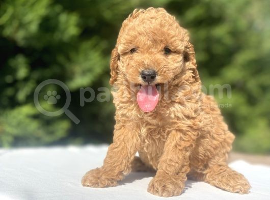 A Kali̇te Poodle Bebekler Aşili görsel