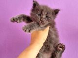 Polydacty 6 Toes Mainecoon Xl