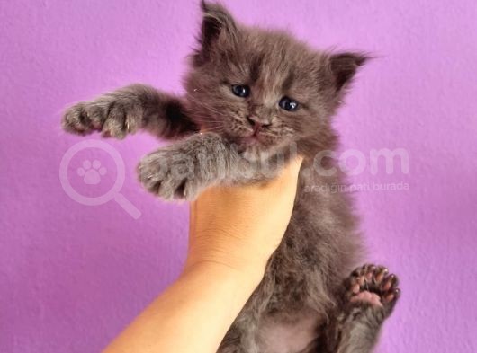 Polydacty 6 Toes Mainecoon Xl görsel