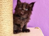 Polydacty 6 Toes Mainecoon Xl