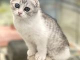 Sıfır Kulak Bi Color Scottish Fold Dişi Erkek Bebekler